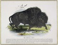 The American Bison, educational illustration pub. by the Society for Promoting Christian Knowledge, 1843 - Josiah Wood Whymper