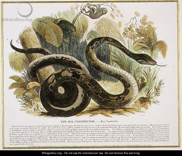 The Boa Constrictor, educational illustration pub. by the Society for Promoting Christian Knowledge, 1843 - Josiah Wood Whymper