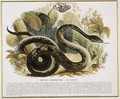 The Boa Constrictor, educational illustration pub. by the Society for Promoting Christian Knowledge, 1843 - Josiah Wood Whymper