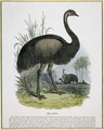 The Emu, educational illustration pub. by the Society for Promoting Christian Knowledge, 1843 - Josiah Wood Whymper