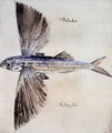 Flying-Fish 2 - John White