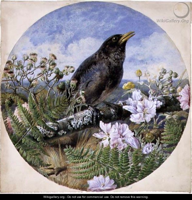 Blackbird, 1864 - Harrison William Weir