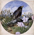 Blackbird, 1864 - Harrison William Weir