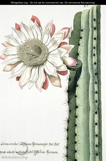Cereus Erectus Altissimus Syrinamensis from Phythanthoza Iconographica published in Germany, 1737-45 - Johann Wilhelm Weinman