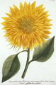 Chrysanthemum Indicum from Pythanthoza Iconographica, published in Germany, 1737-45 - Johann Wilhelm Weinman