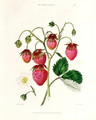 The Roseberry Strawberry, engraved by Watte, pub. by Thomas Kelly, London 1830 - Edwin Dalton Smith