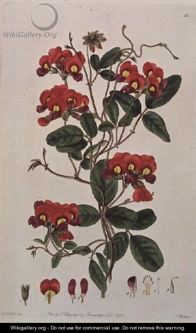 Sweet Pea Lathyrus odoratus Kennedya coccinea from Flora Australasica, published by J. Ridgeway, 1827 - Edwin Dalton Smith