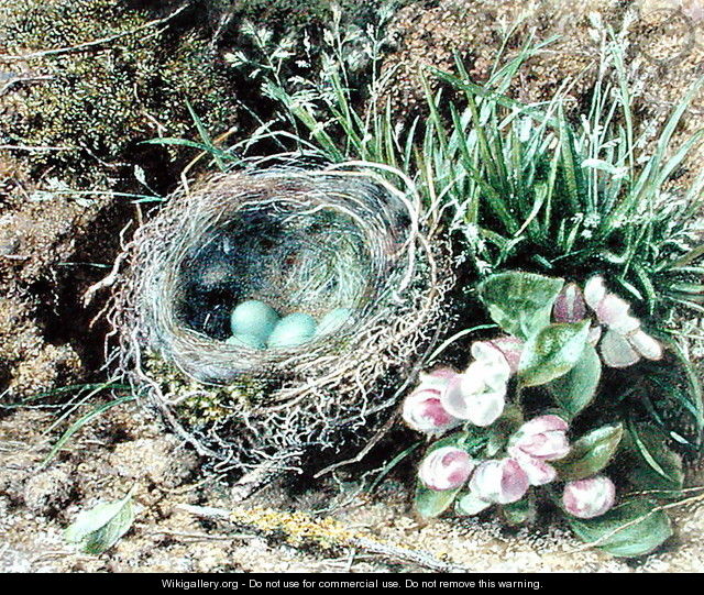Birds Nest and Blossom - John Sherrin