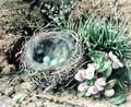 Birds Nest and Blossom - John Sherrin
