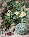 Primroses and Nest, 1877 - John Sherrin