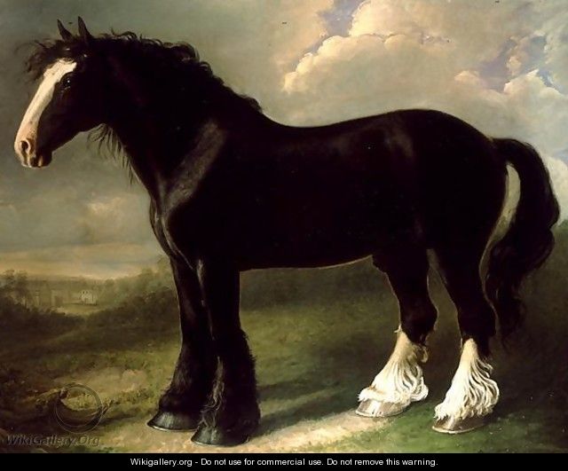 Old English Black Horse - William Shiels