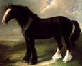 Old English Black Horse - William Shiels