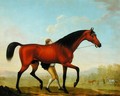 The Duke of Ancasters Bay Stallion, Blank, walking towards a Mare - William Shaw