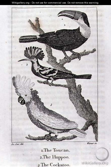The Toucan, The Huppoo and The Cockatoo, from A History of the Earth and Animated Nature, by Oliver Goldsmith, published in London, 1816 - Jacques de Seve