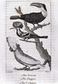 The Toucan, The Huppoo and The Cockatoo, from A History of the Earth and Animated Nature, by Oliver Goldsmith, published in London, 1816 - Jacques de Seve