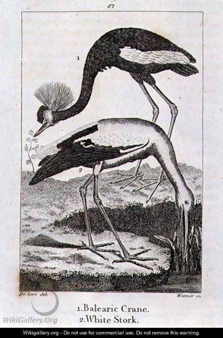 Balearic Crane and White Stork, from History of the Earth and Animated Nature, by Oliver Goldsmith, published in London, 1816 - Jacques de Seve