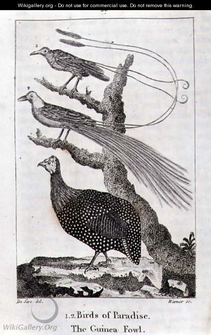 Birds of Paradise and a Guinea Fowl, from A History of the Earth and Animated Nature, by Oliver Goldsmith, published in London, 1816 - Jacques de Seve