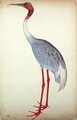 Sarus Crane, painted for Lady Impey at Calcutta, c.1780 - Zain ud-Din Shaikh