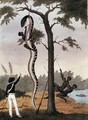 The skinning of the Aboma snake, shot by Captain Stedman, from Narrative of a Five Years Expedition Against the Revolted Negroes of Surinam 1772-77, published 1813 - John Gabriel Stedman