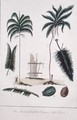 The Manicole and the Cocoa Nut Tree, from Narrative of a Five Years Expedition against the Revolted Negroes of Surinam 1772-77, published 1791 - John Gabriel Stedman