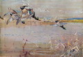 Mallards chased by a hawk, illustration from Wildfowl anf Waders - Frank Southgate