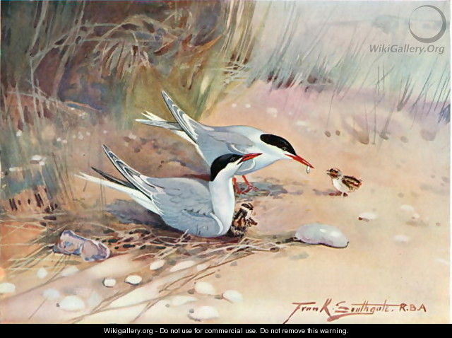 Common Tern, illustration from Wildfowl and Waders - Frank Southgate