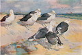 Black-backed Gulls, illustration from Wildfowl and Waders - Frank Southgate