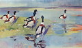Shelducks on the Flats, illustration from Wildfowl and Waders - Frank Southgate