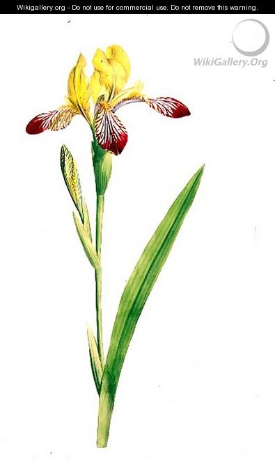 Iris Variegata, c.1800 - James Sowerby