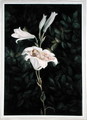 Cradling Lilies - Maria Spilsbury