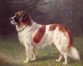 St. Bernard - Heinrich Sperling