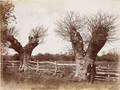 A Hedgerow Tree, 1852 - Benjamin Brecknell Turner