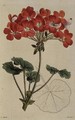 Pelargonium from Neu Arten von Pelargonium, c.1825-34 - Leopold Trattinick