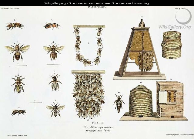 Bees and bee-keeping, from The Young Landsman, published Vienna, 1845 - Matthias Trentsensky