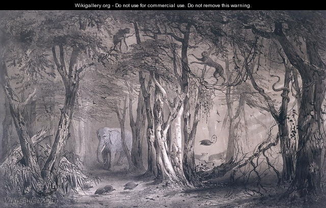 Virgin Forest on the Edge of the Blue Nile, from Voyages au Soudan Oriental et dans lAfrique Septentrionale by Pierre Tremaux 1818-95 engraved by Tirpenne and J. Gaildrau, 1852 - Pierre Tremaux