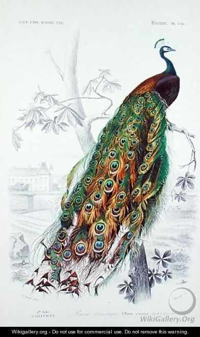 The Peacock, illustration from Le Dictionnaire dHistoire Naturelle by Charles dOrbigny, engraved by A. Fournier - Edouard Travies