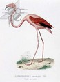 Phenicopterus americanus Flamenco sic engraved by Fournier, pub. by Bougeard - Edouard Travies