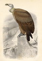 The Fawn Vulture, engraved by Paquien - Edouard Travies