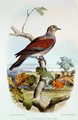 The Turtle Dove - Edouard Travies