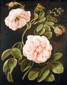 Flower Study - Friedrich Tischbein