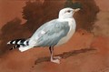 Gull - Archibald Thorburn