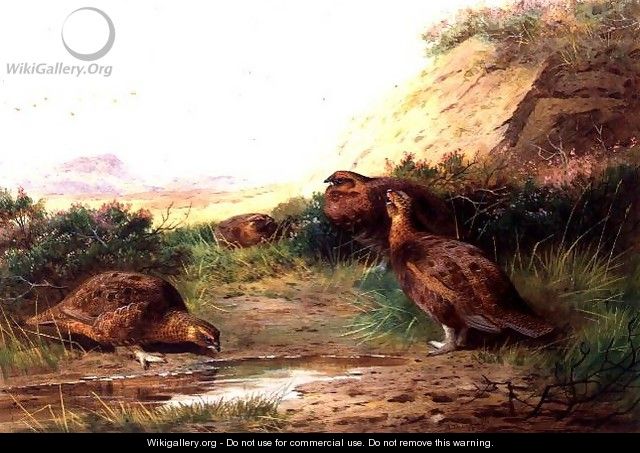 Grouse in a Landscape - Archibald Thorburn