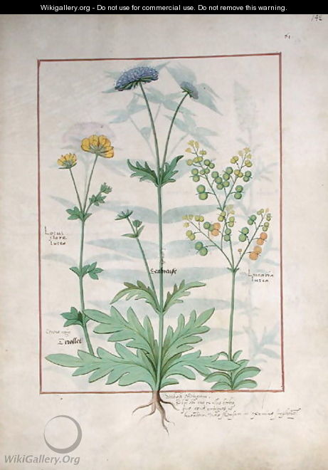 Illustration from the Book of Simple Medicines by Mattheaus Platearius d.c.1161 c.1470 43 - Robinet Testard