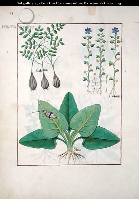 Illustration from the Book of Simple Medicines by Mattheaus Platearius d.c.1161 c.1470 40 - Robinet Testard