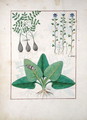 Illustration from the Book of Simple Medicines by Mattheaus Platearius d.c.1161 c.1470 40 - Robinet Testard