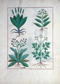 Illustration from the Book of Simple Medicines by Mattheaus Platearius d.c.1161 c.1470 39 - Robinet Testard