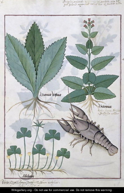 Illustration from the Book of Simple Medicines by Mattheaus Platearius d.c.1161 c.1470 38 - Robinet Testard