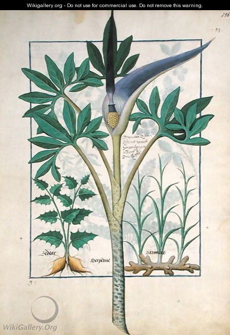 Orchid, illustration from the Book of Simple Medicines by Mattheaus Platearius d.c.1161 c.1470 - Robinet Testard