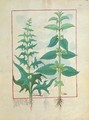 Urticaceae Nettle Family Illustration from the Book of Simple Medicines by Mattheaus Platearius d.c.1161 c.1470 - Robinet Testard