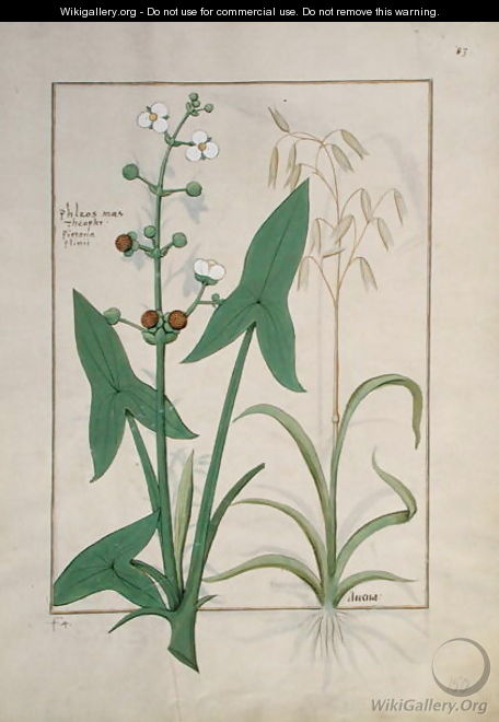 Illustration from the Book of Simple Medicines by Mattheaus Platearius d.c.1161 c.1470 32 - Robinet Testard